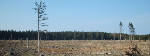 Arealet hvor vi vil skabe en varieret løvskov og en blandet løv-nåle skov